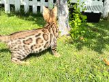 Pedigreed Bengal Kittens