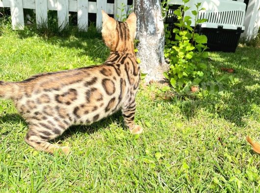 Pedigreed Bengal Kittens görsel