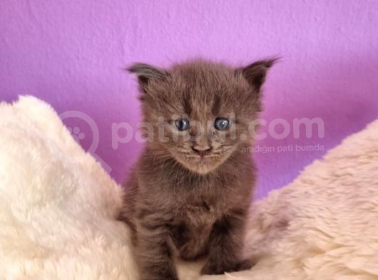 Polydacty 6 Toes Mainecoon Xl görsel