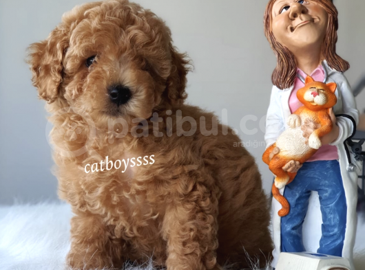 Renk Renk Toy Poodle Yavruları görsel