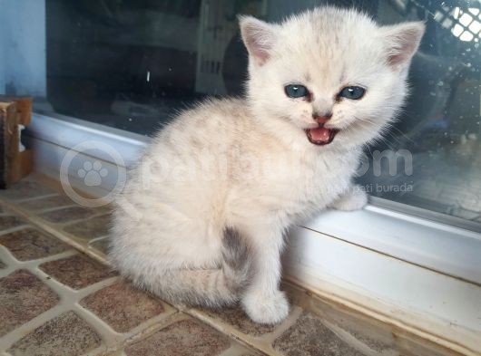 Safkan Ns 11 British Shorthair Silver Yarular görsel