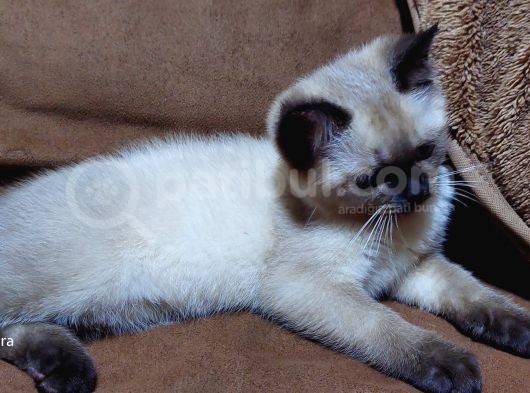 Chocolatte Point Çikolata Renginde Mavi Gözlü Eşsiz Renk