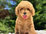 Sevi̇mli̇ Poodle Bebekler A Kali̇te