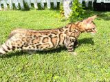Pedigreed Bengal Kittens