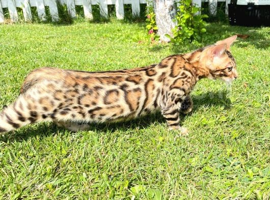 Pedigreed Bengal Kittens görsel