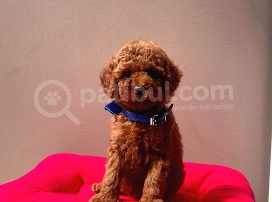 Safkan Toy Poodle Yavrularımız
