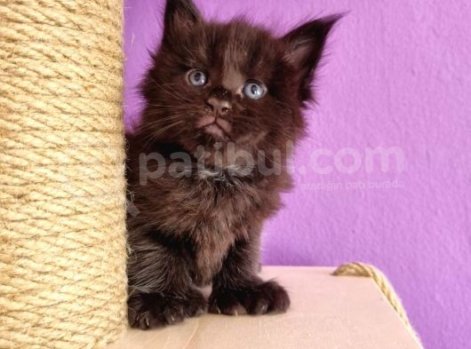 Polydacty 6 Toes Mainecoon Xl görsel