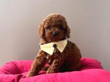Orjinal Toy Poodle