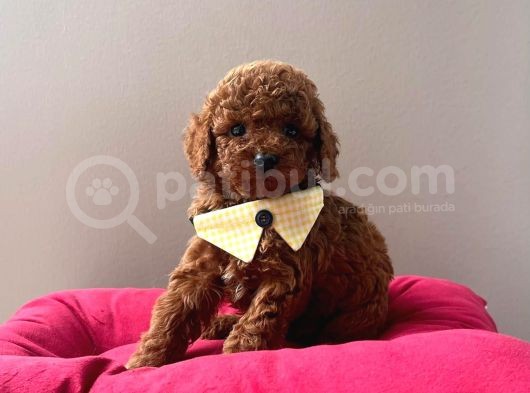 Orjinal Toy Poodle