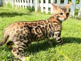 Pedigreed Bengal Kittens