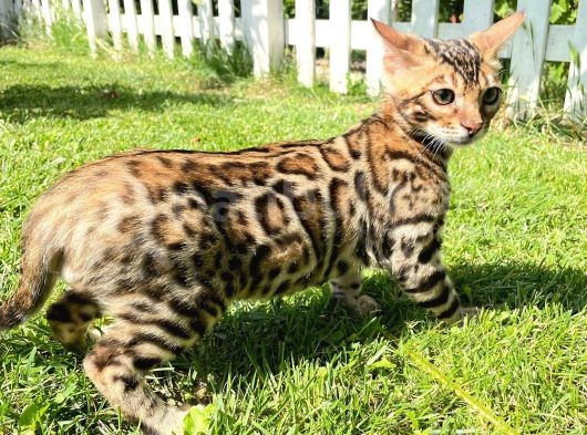 Pedigreed Bengal Kittens