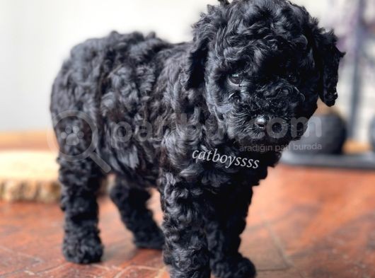 Renk Renk Toy Poodle Yavruları görsel