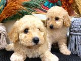 Toypoodle Apricot Erkek Dişi Yavrularımız