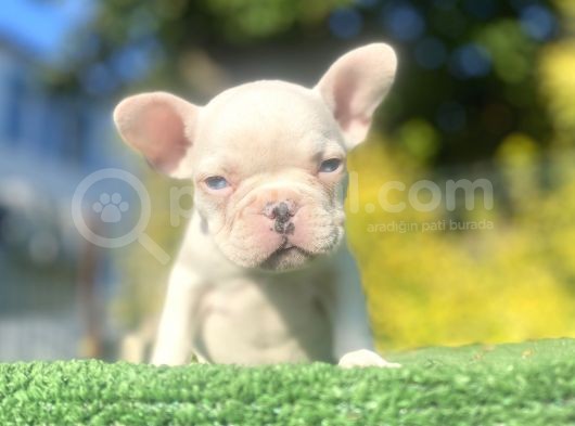 A Kali̇te Mavi̇ Gözlü French Bulldog Yavrumuz