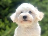 Eşsi̇z Güzelli̇k Malti̇poo Bebeği̇mi̇z