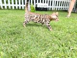 Pedigreed Bengal Kittens