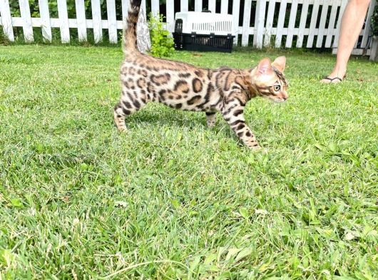Pedigreed Bengal Kittens görsel