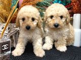 Toypoodle Apricot Erkek Dişi Yavrularımız
