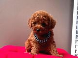 Safkan Toy Poodle Yavrularımız