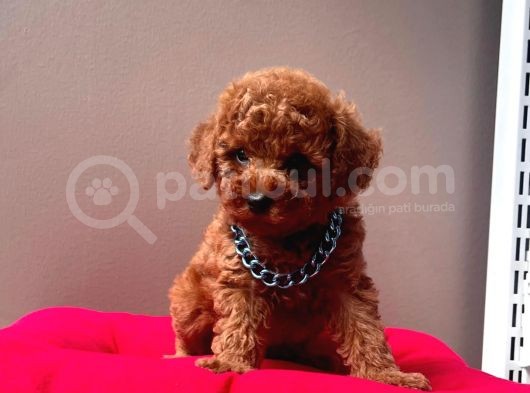 Safkan Toy Poodle Yavrularımız görsel