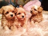 Maltipoo Tüy Dökmeyen Yavrular