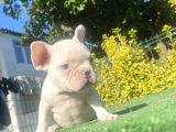 A Kali̇te Mavi̇ Gözlü French Bulldog Yavrumuz
