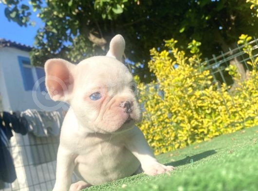 A Kali̇te Mavi̇ Gözlü French Bulldog Yavrumuz görsel