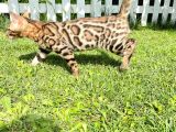 Pedigreed Bengal Kittens
