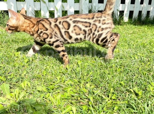 Pedigreed Bengal Kittens görsel