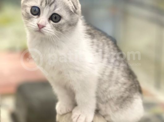 Sıfır Kulak Bi Color Scottish Fold Dişi Erkek Bebekler görsel