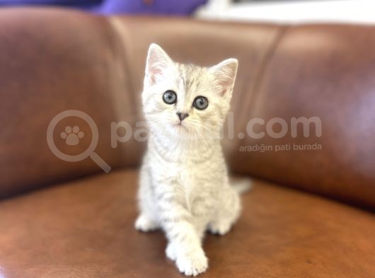 Silver Tabby British Shorthair Dişi Bebek görsel