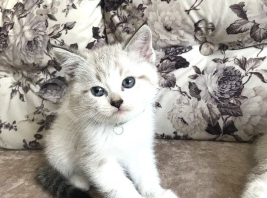 4 Erkek 2 Dişi Safkan British Blue Pointlerimiz Sahiplendirilecektir görsel