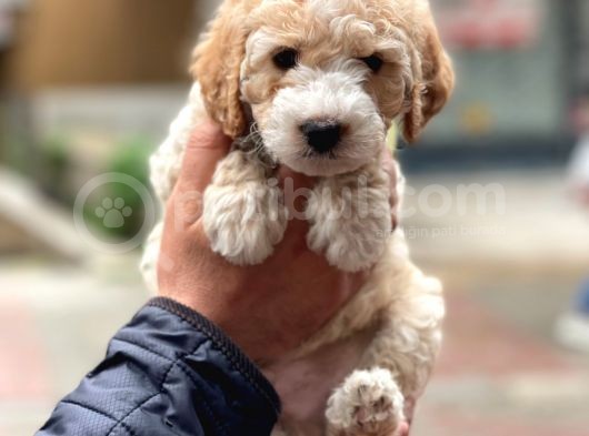 Party Color Maltipoo Erkek Yavrumuz görsel