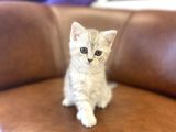 Silver Tabby British Shorthair Dişi Bebek
