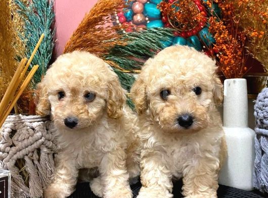Toypoodle Apricot Erkek Dişi Yavrularımız görsel