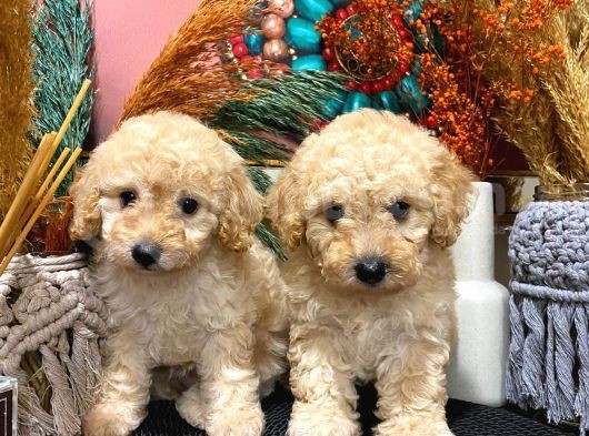 Toypoodle Apricot Erkek Dişi Yavrularımız görsel