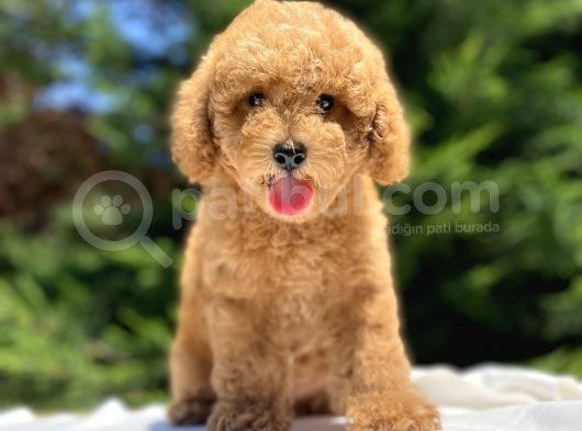 Sevi̇mli̇ Poodle Bebekler A Kali̇te görsel