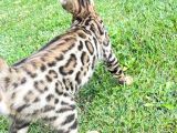 Pedigreed Bengal Kittens