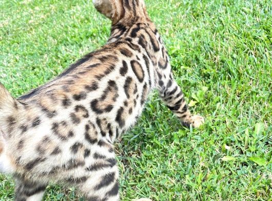 Pedigreed Bengal Kittens görsel