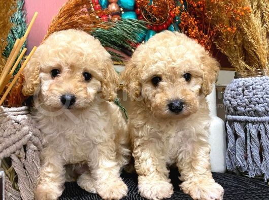 Toypoodle Apricot Erkek Dişi Yavrularımız görsel