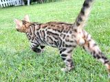 Pedigreed Bengal Kittens