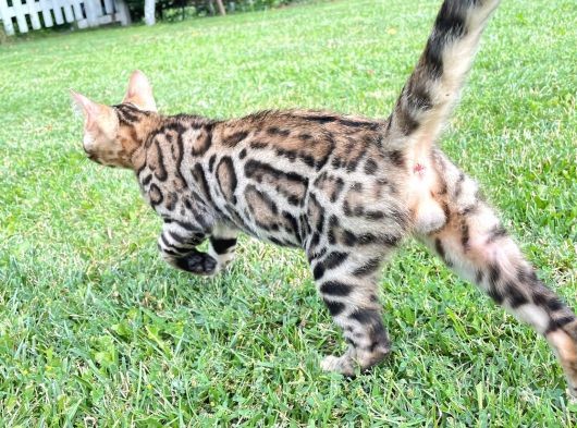 Pedigreed Bengal Kittens görsel