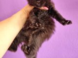 Polydacty 6 Toes Mainecoon Xl