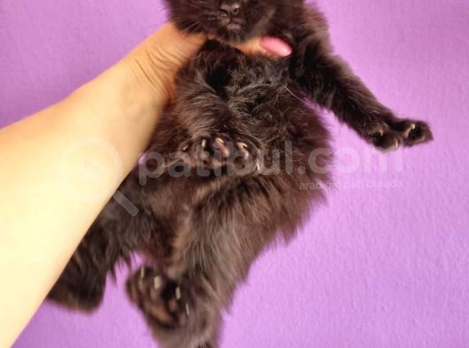 Polydacty 6 Toes Mainecoon Xl görsel