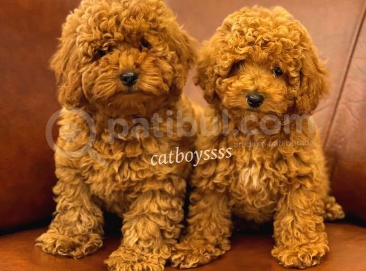 Renk Renk Toy Poodle Yavruları görsel