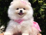 Safkan Pomeranian Boo Yavrularımız