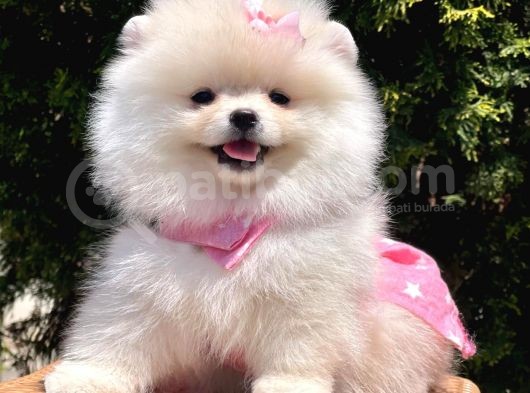 Safkan Pomeranian Boo Yavrularımız görsel