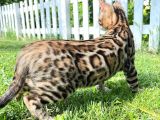 Pedigreed Bengal Kittens