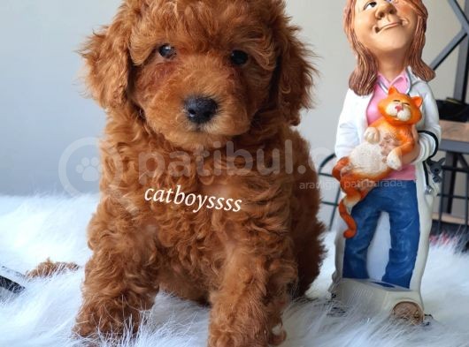 Renk Renk Toy Poodle Yavruları görsel