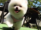 Kusursuz Karbeyaz Di̇şi̇ Pomerani̇an Boo